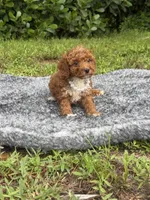 Teddy, a male Poodle - Toy  for sale in Cape Coral, FL – 9 of 10