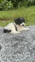 Mickey, a male Poodle - Toy  for sale in Cape Coral, FL – 5 of 6
