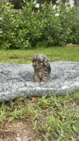 Mylo , a male Poodle - Toy  for sale in Cape Coral, FL – 4 of 5