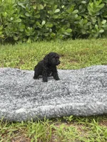 Lucy, a female Poodle - Toy  for sale in Cape Coral, FL – 6 of 6