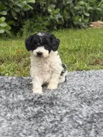 Mickey, a male Poodle - Toy  for sale in Cape Coral, FL – 6 of 6