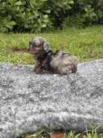 Mylo , a male Poodle - Toy  for sale in Cape Coral, FL – 5 of 5