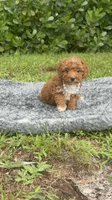 Teddy, a male Poodle - Toy  for sale in Cape Coral, FL – 4 of 10