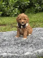 Tobby , a male Poodle - Toy  for sale in Cape Coral, FL – 1 of 5
