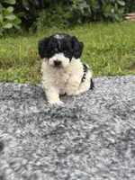 Mickey, a male Poodle - Toy  for sale in Cape Coral, FL – 1 of 6