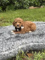 Tobby , a male Poodle - Toy  for sale in Cape Coral, FL – 3 of 5