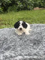 Pluto, a male Poodle - Toy  for sale in Cape Coral, FL – 4 of 5
