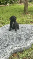 Timmy, a male Poodle - Toy  for sale in Cape Coral, FL – 3 of 6