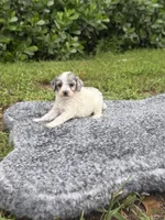 Samy, a male Poodle - Toy  for sale in Cape Coral, FL – 4 of 4