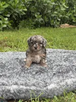 Mylo , a male Poodle - Toy  for sale in Cape Coral, FL – 2 of 5