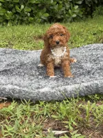 Teddy, a male Poodle - Toy  for sale in Cape Coral, FL – 7 of 10