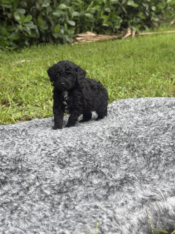 Timmy – Poodle - Toy  puppy for sale in Cape Coral, FL