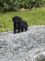 Timmy, a male Poodle - Toy  for sale in Cape Coral, FL – 1 of 6