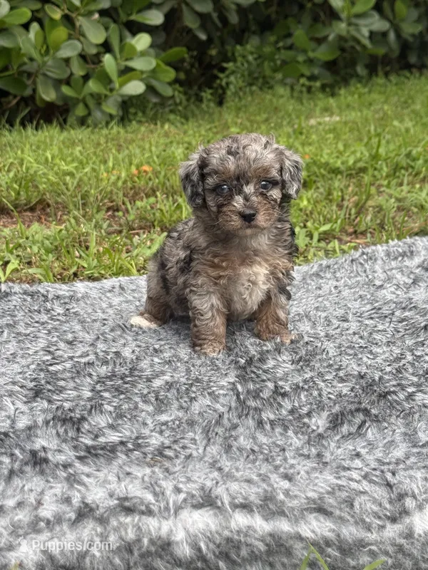 Mylo  – Poodle - Toy  puppy for sale in Cape Coral, FL