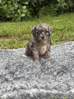 Mylo , a male Poodle - Toy  for sale in Cape Coral, FL – 1 of 5
