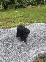 Lucy, a female Poodle - Toy  for sale in Cape Coral, FL – 2 of 6