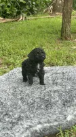 Timmy, a male Poodle - Toy  for sale in Cape Coral, FL – 5 of 6