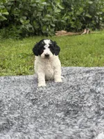 Pluto, a male Poodle - Toy  for sale in Cape Coral, FL – 3 of 5