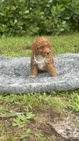 Teddy, a male Poodle - Toy  for sale in Cape Coral, FL – 6 of 10