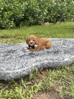 Tobby , a male Poodle - Toy  for sale in Cape Coral, FL – 2 of 5