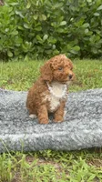 Teddy, a male Poodle - Toy  for sale in Cape Coral, FL – 8 of 10