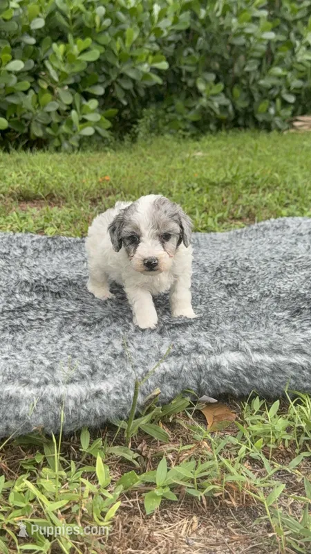 Samy – Poodle - Toy  puppy for sale in Cape Coral, FL
