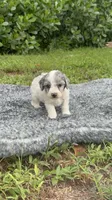 Samy, a male Poodle - Toy  for sale in Cape Coral, FL – 1 of 4