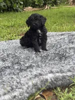 Timmy, a male Poodle - Toy  for sale in Cape Coral, FL – 2 of 6