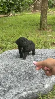 Timmy, a male Poodle - Toy  for sale in Cape Coral, FL – 4 of 6