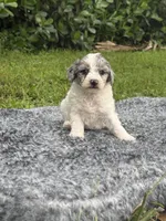 Samy, a male Poodle - Toy  for sale in Cape Coral, FL – 2 of 4