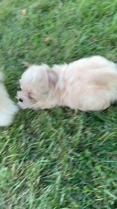 Puppy, a female Shihpoo and Poodle - Miniature  for sale in Alexandria, MN – 6 of 6