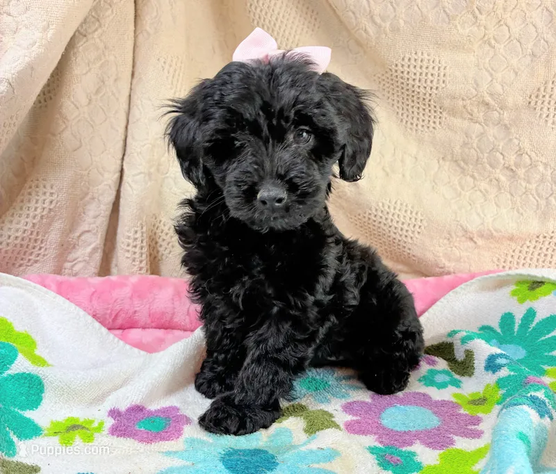 Puppy – Yorkshire Terrier, Bichpoo puppy for sale in Alexandria, MN