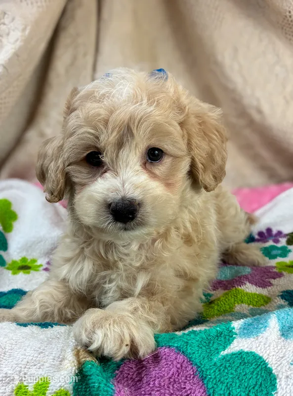 Puppy – Papillon, Poodle - Miniature  puppy for sale in Alexandria, MN