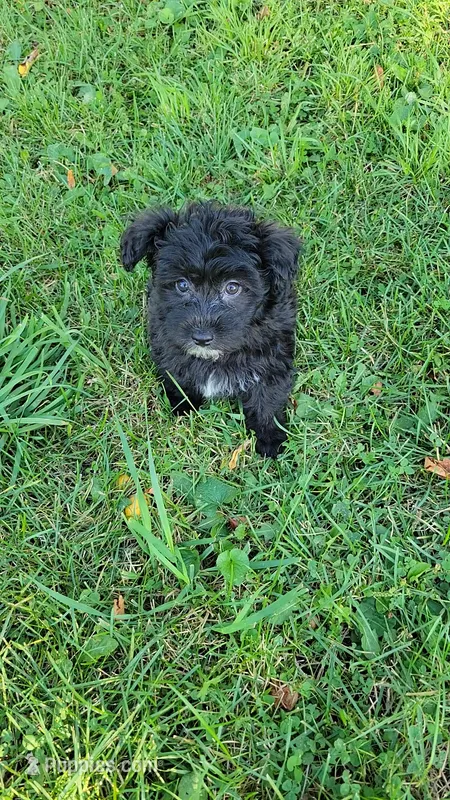Puppy – Shihpoo, Poodle - Miniature  puppy for sale in Alexandria, MN