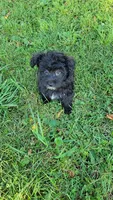 Puppy, a female Shihpoo and Poodle - Miniature  for sale in Alexandria, MN – 1 of 6