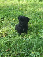 Puppy, a female Yorkshire Terrier and Bichpoo for sale in Alexandria, MN – 2 of 2