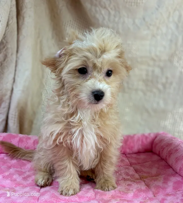 Puppy – Shihpoo, Poodle - Miniature  puppy for sale in Alexandria, MN