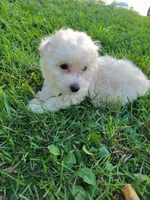 Puppy, a female Shihpoo and Poodle - Miniature  for sale in Alexandria, MN – 3 of 6