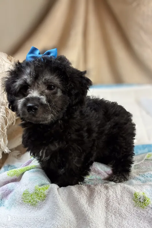 Puppy – Yorkshire Terrier, Bichpoo puppy for sale in Alexandria, MN