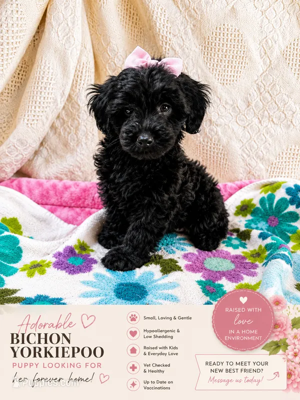 Puppy – Yorkshire Terrier, Bichpoo puppy for sale in Alexandria, MN