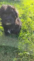 Puppy, a female Shihpoo and Poodle - Miniature  for sale in Alexandria, MN – 2 of 6