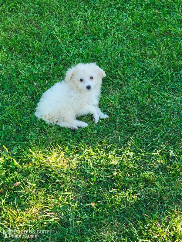 Puppy – Shihpoo, Poodle - Miniature  puppy for sale in Alexandria, MN