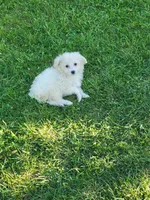 Puppy, a female Shihpoo and Poodle - Miniature  for sale in Alexandria, MN – 5 of 6
