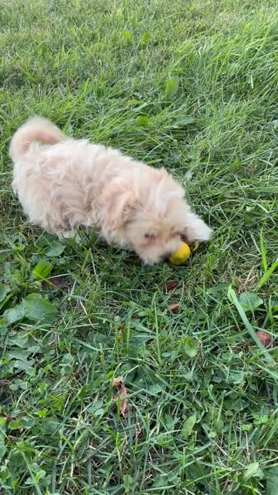 Puppy, a female Shihpoo and Poodle - Miniature  for sale in Alexandria, MN – 4 of 6