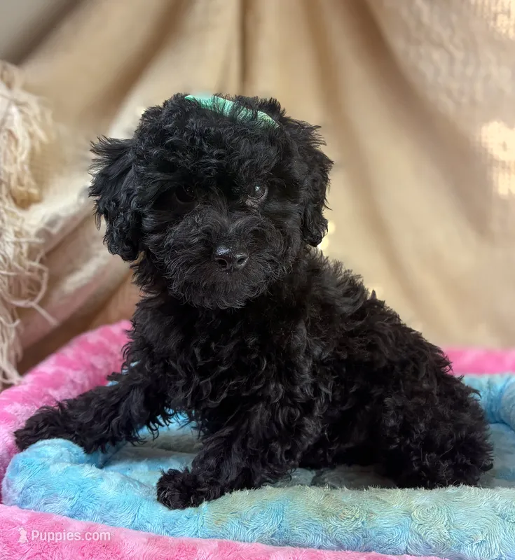 Puppy – Yorkshire Terrier, Bichpoo puppy for sale in Alexandria, MN