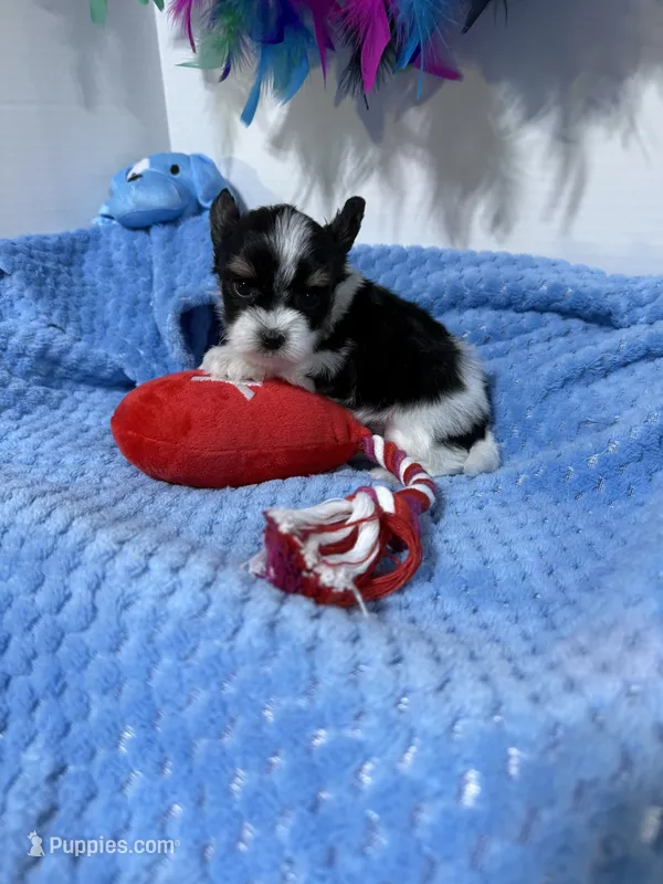 tiny Jack – Biewer puppy for sale in Canton, GA
