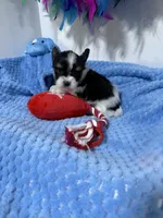 tiny Jack, a male Biewer for sale in Canton, GA – 1 of 5