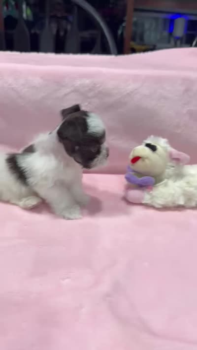 toy Agnus, a female Miniature Schnauzer for sale in Canton, GA – 5 of 5