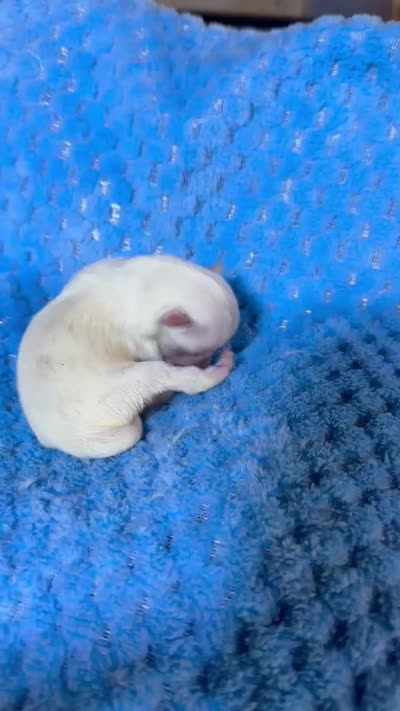 tiny toy Davie, a male Miniature Schnauzer for sale in Canton, GA – 4 of 4
