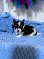 tiny Jack, a male Biewer for sale in Canton, GA – 5 of 5